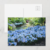 Carte Postale Hydrangea 'Konpeito' [Carte postale] (Devant / Derrière)