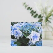 Carte Postale Hydrangea 'Konpeito' [Carte postale] (Debout devant)