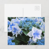 Carte Postale Hydrangea 'Konpeito' [Carte postale] (Devant / Derrière)