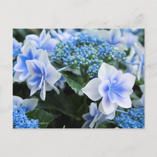 Carte Postale Hydrangea 'Konpeito' [Carte postale] (Devant)