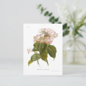 Carte Postale Hydrangea lindleyana (Debout devant)