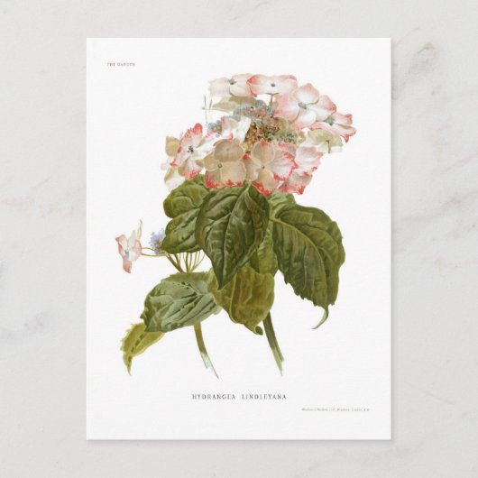 Carte Postale Hydrangea lindleyana (Devant)