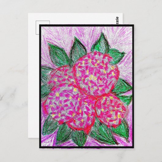 Carte Postale Hydrangea macrophylla (Devant / Derrière)