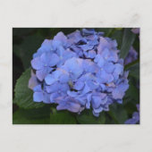 Carte Postale Hydrangea macrophylla violette rustique (Devant)