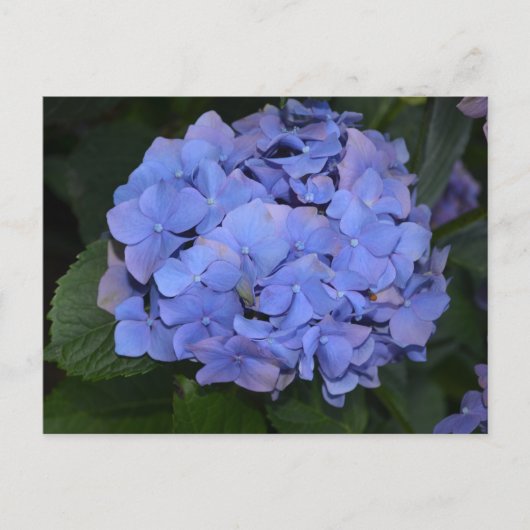 Carte Postale Hydrangea macrophylla violette rustique (Devant)