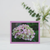 Carte postale Hydrangea Nigra (Debout devant)
