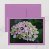 Carte postale Hydrangea Nigra (Devant / Derrière)