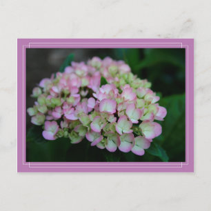 Carte postale Hydrangea Nigra