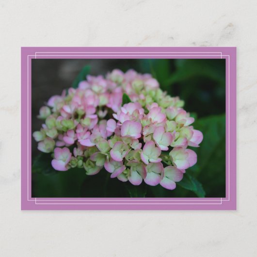 Carte postale Hydrangea Nigra (Devant)