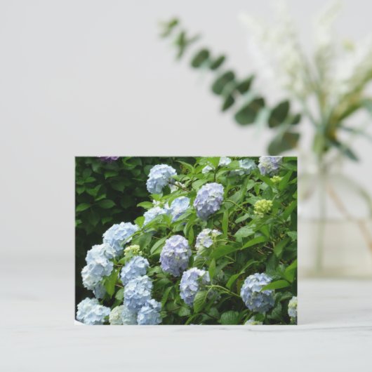 Carte Postale hydrangea no 1 (Debout devant)
