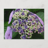 Carte Postale hydrangea no 4 (Devant)