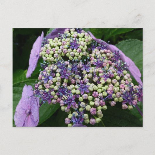 Carte Postale hydrangea no 4 (Devant)