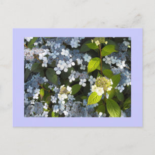 Carte Postale Hydrangea Peegee
