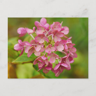 Carte postale Hydrangea rose