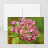 Carte postale Hydrangea rose (Devant / Derrière)