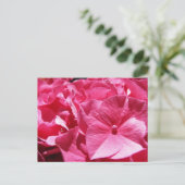 Carte Postale Hydrangea rose (Debout devant)