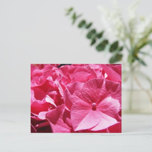 Carte Postale Hydrangea rose (Debout devant)