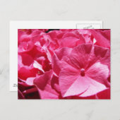 Carte Postale Hydrangea rose (Devant / Derrière)