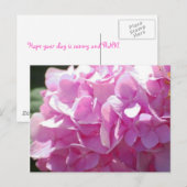 Carte Postale Hydrangea rose (Devant / Derrière)