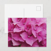Carte postale Hydrangea rose (Devant / Derrière)