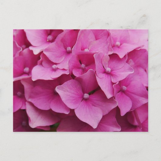 Carte postale Hydrangea rose (Devant)