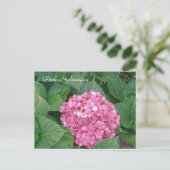 Carte Postale Hydrangea rose (Debout devant)