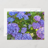 Carte Postale Hydrangeas bleues et violettes (Devant / Derrière)