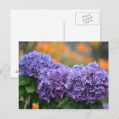 Carte Postale Hydrangeas impressionnistes (Devant / Derrière)