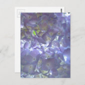 Carte Postale Hydrangeas Lilas (Devant / Derrière)