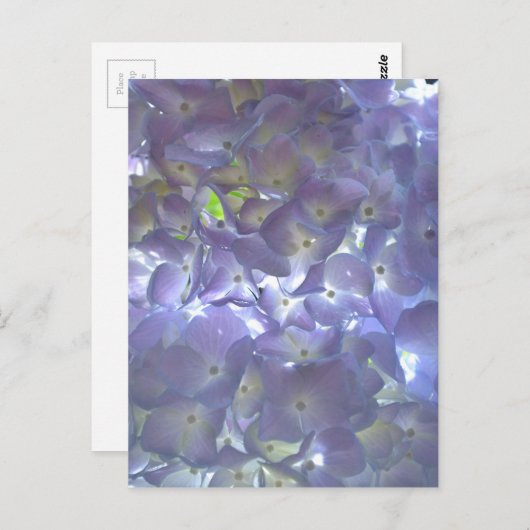 Carte Postale Hydrangeas Lilas (Devant / Derrière)