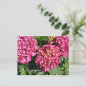 Carte Postale Hydrangeas roses (Debout devant)