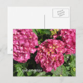 Carte Postale Hydrangeas roses (Devant / Derrière)