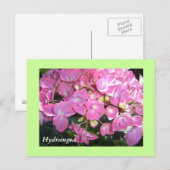 Carte Postale Hydrangeas roses (Devant / Derrière)
