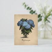 Carte Postale Hydrangeas Vintage Botanique (Debout devant)