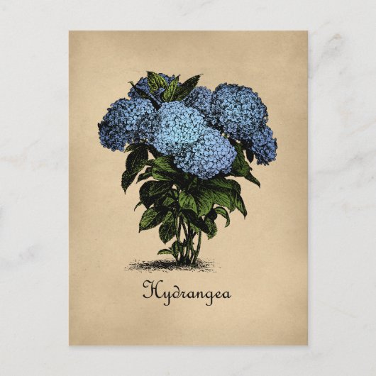 Carte Postale Hydrangeas Vintage Botanique (Devant)