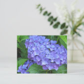 Carte Postale Hydrangeas Violettes (Debout devant)