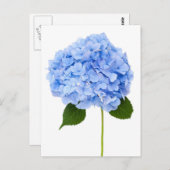 Carte Postale Hydrangée (Devant / Derrière)