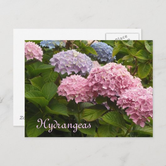 Carte Postale Hydrangée (Devant / Derrière)