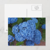 Carte Postale Hydrangée (Devant / Derrière)