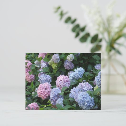 Carte Postale Hydrangée bleue (Debout devant)