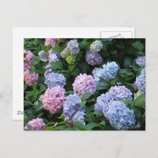 Carte Postale Hydrangée bleue (Devant / Derrière)
