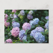 Carte Postale Hydrangée bleue (Devant)