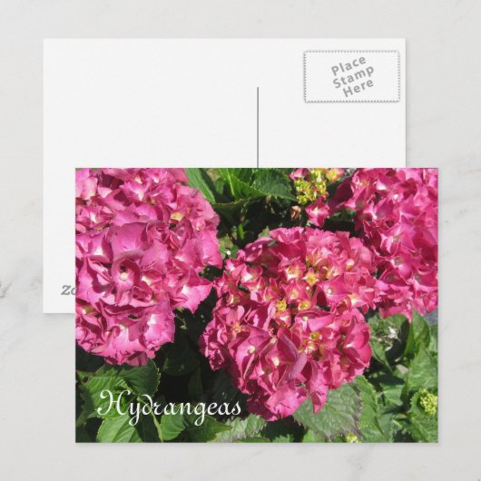 Carte Postale Hydrangée rose (Devant / Derrière)