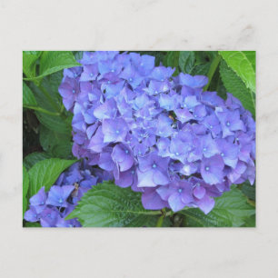 Carte Postale Hydrangée violette