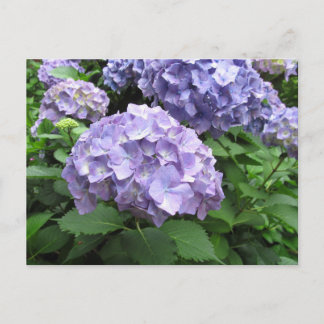 Carte Postale Hydrangées dans les jardins de Trebah, Cornouaille