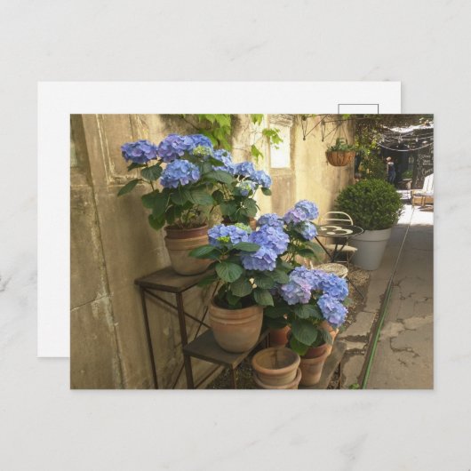 Carte Postale Hydrangées dans les pots (Devant / Derrière)