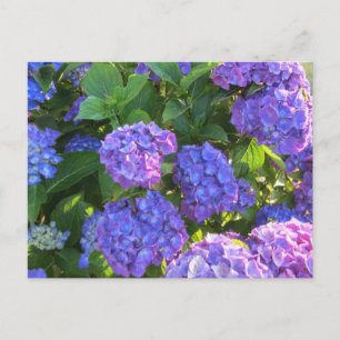 Carte Postale Hydrangées violettes et bleues vibrantes