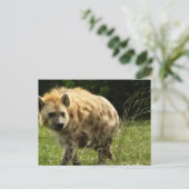 Carte postale Hyena (Debout devant)