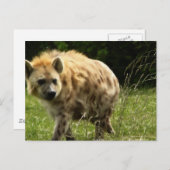 Carte postale Hyena (Devant / Derrière)
