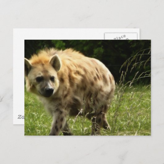 Carte postale Hyena (Devant / Derrière)